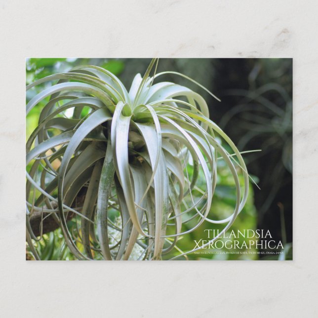 Postal Tillandsia Xerographica :Postcard (Anverso)