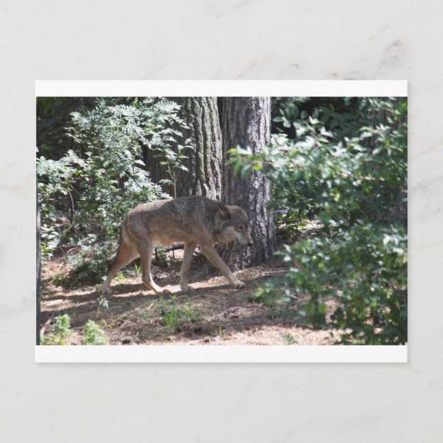 Postal Timber Wolf (Anverso)