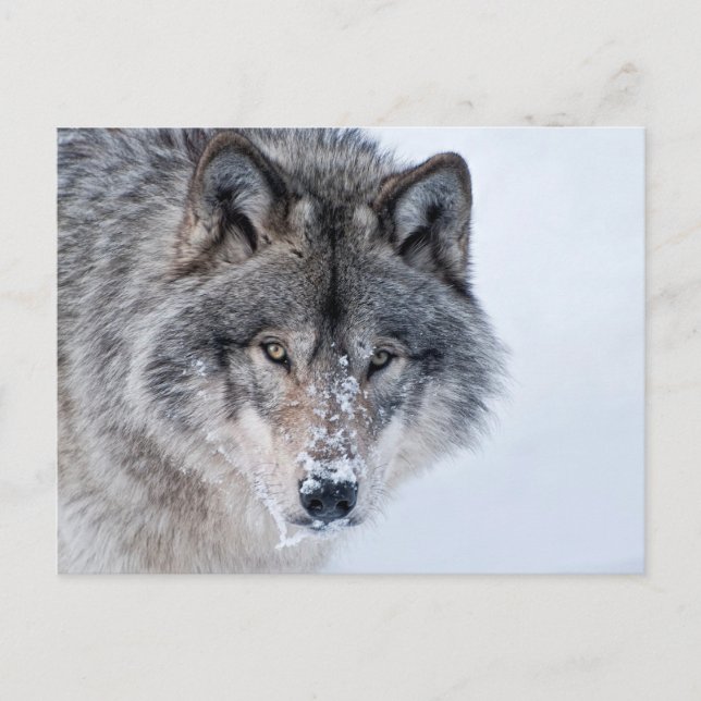 Postal Timber Wolf (Anverso)