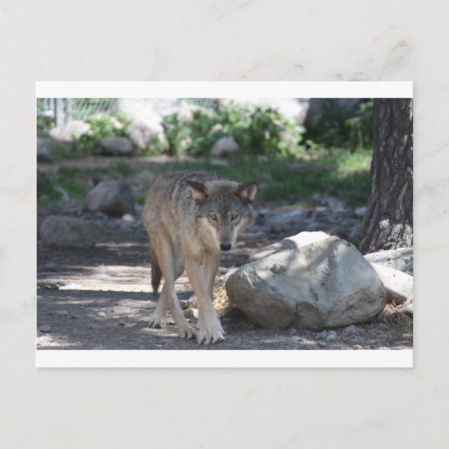 Postal Timber Wolf (Anverso)