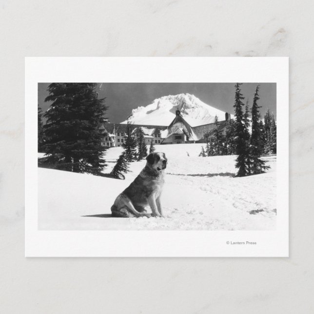 Postal Timberline Lodge y "Lady" la dueña (Anverso)
