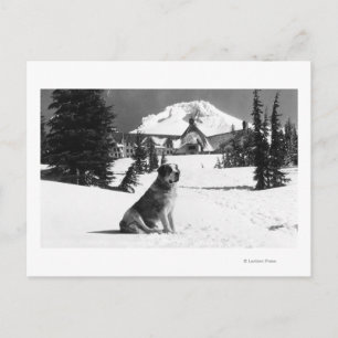 Postal Timberline Lodge y "Lady" la dueña