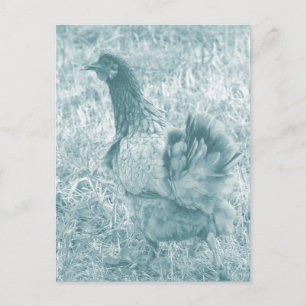 Postal Tinted Hen
