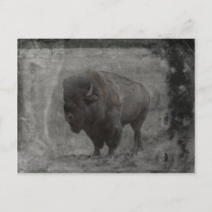 Postal Tintype de búfalo