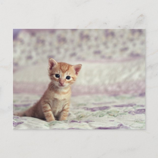 Postal Tiny Ginger Kitten (Anverso)