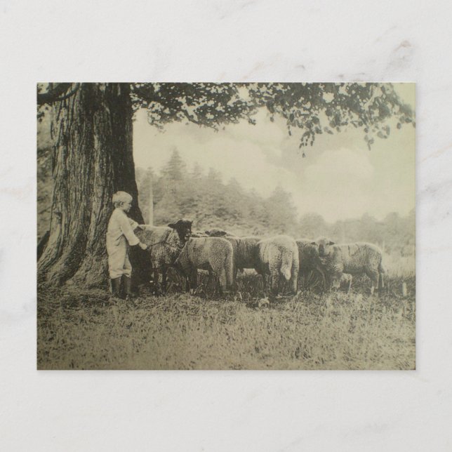 Postal Tío Bart y la oveja (Anverso)