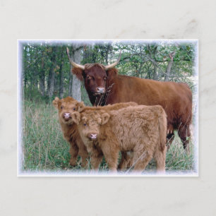 Postal Típicos y adorables terneros esponjosos de Highlan