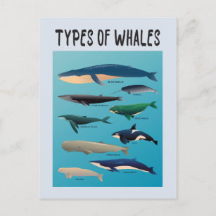 Postal Tipos de ballenas Océano Variedad Mammal