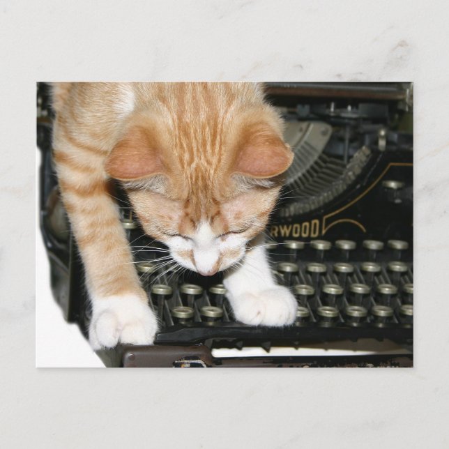 Postal Tipos de gatos Kitty (Anverso)