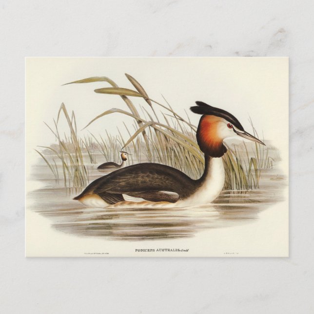 Postal Tippet Grabe australiano por Elizabeth Gould (Anverso)