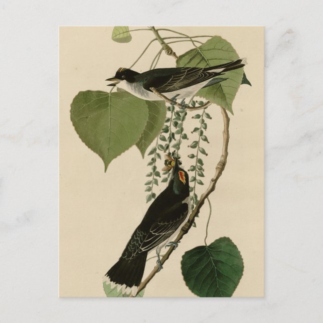 Postal Tirant fly catcher (Anverso)