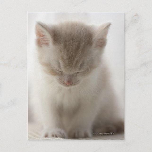 Postal Tired Kitten (Anverso)