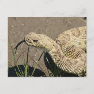 Postal Tiro en la cabeza de serpiente de cascabel de prad