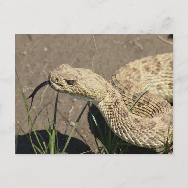 Postal Tiro en la cabeza de serpiente de cascabel de prad (Anverso)