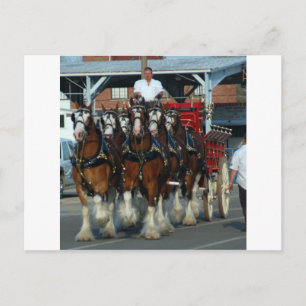 Postal Tirón de caballo de Clydesdale 6