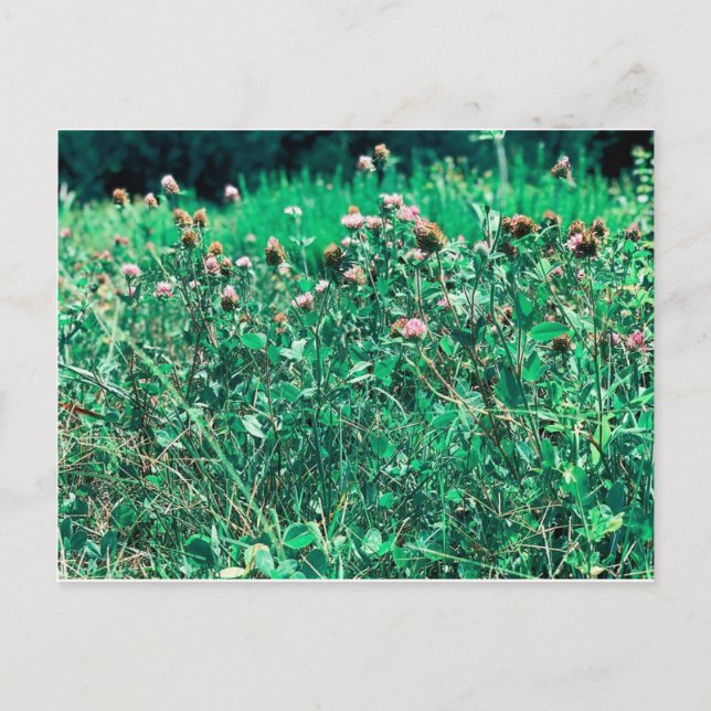 Postal Tiros (Anverso)