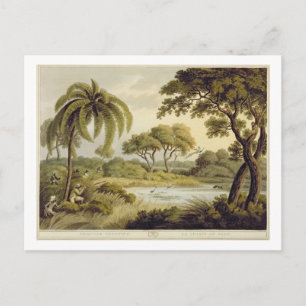 Postal Tiroteo de pavo real, de "Oriental Field Sports", 