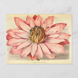 Postal Tisas rosadas vintage florales de la época de la e