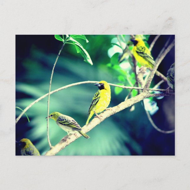 Postal Tisserin gendarme (Anverso)