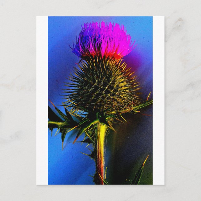 Postal Tistles, La flor de Escocia. (Anverso)