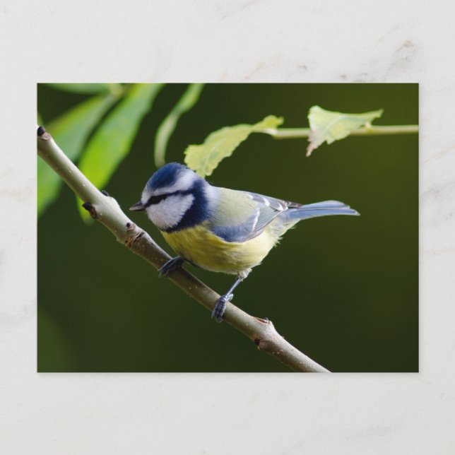 Postal Tit azul en otoño (Anverso)