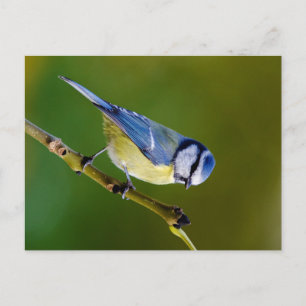 Postal Tit azul en otoño