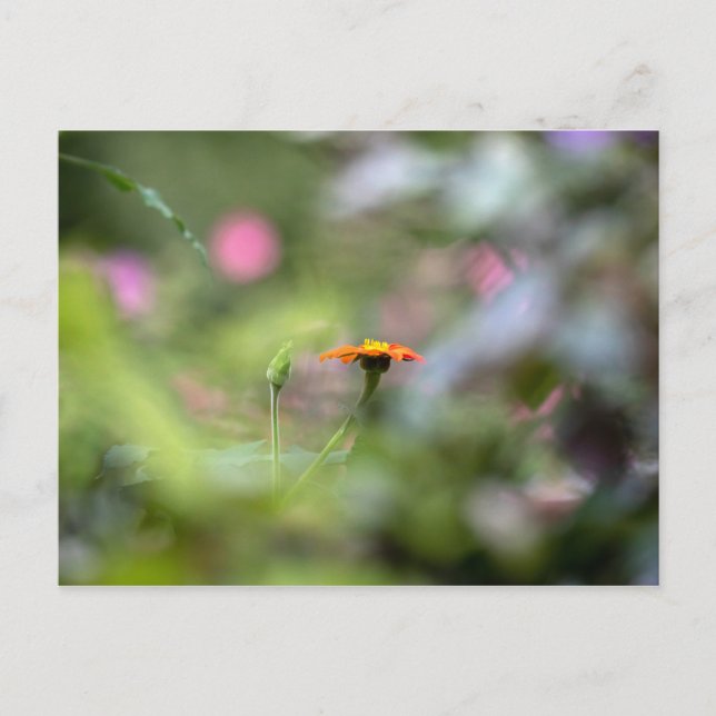 Postal Tithonia En El Jardín (Anverso)