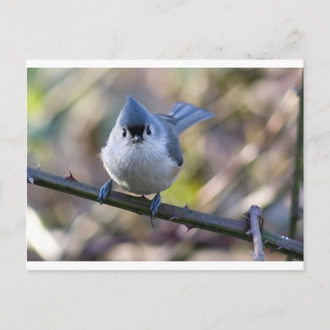 Postal Titmouse (Anverso)