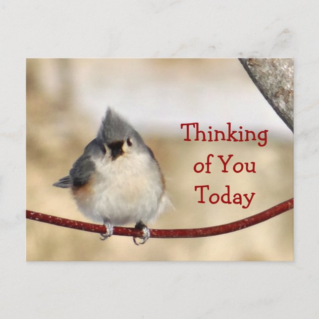 Postal Titmouse Postcard en blanco - personalizar en cual (Anverso)