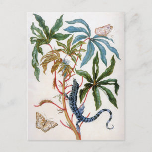 Postal título desconocido de Maria Sibylla Merian