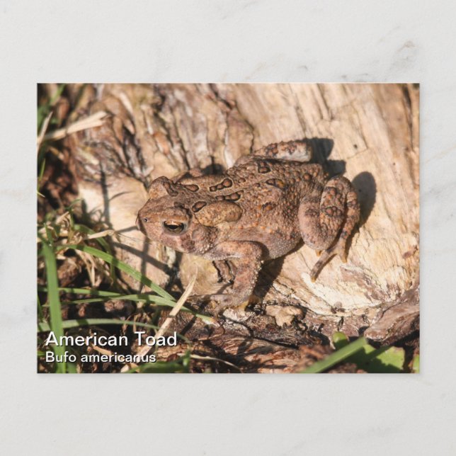 Postal Toad americano (Anverso)