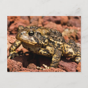 Postal Toad americano