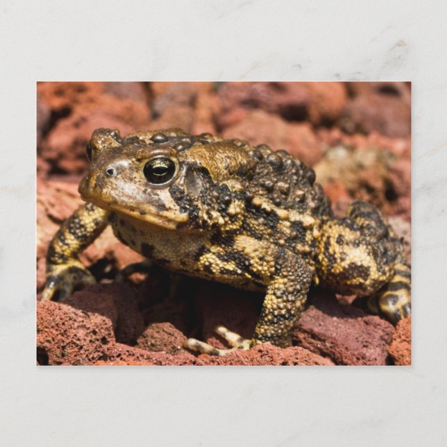 Postal Toad americano (Anverso)