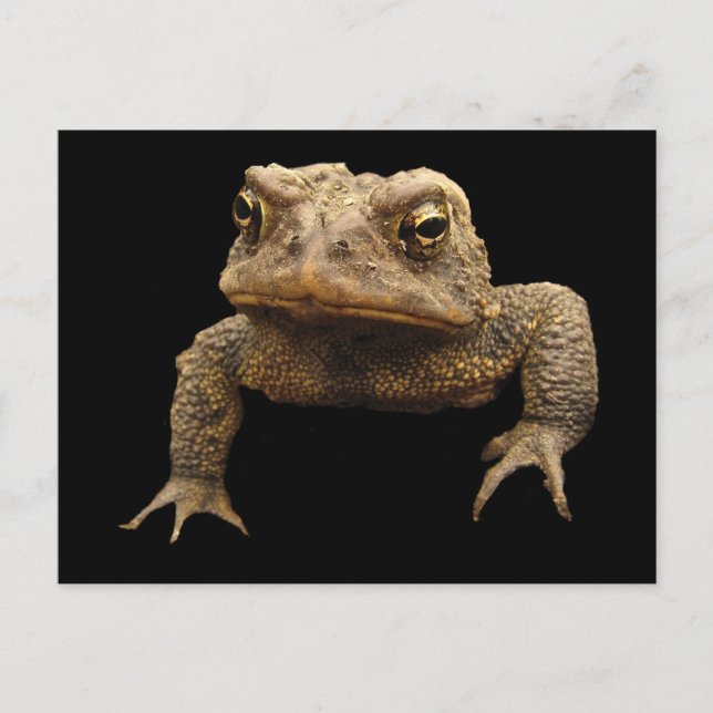 Postal Toad americano (Anverso)