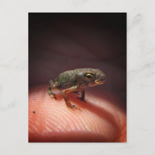 Postal Toad de bebé pequeño/Tadpole