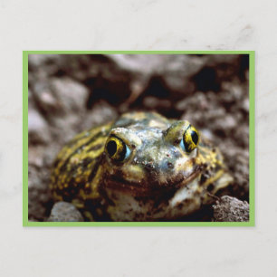 Postal Toad de pato de sofá