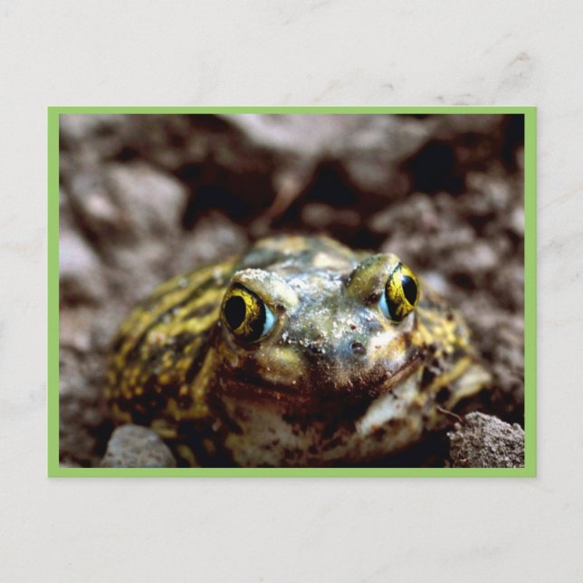 Postal Toad de pato de sofá (Anverso)