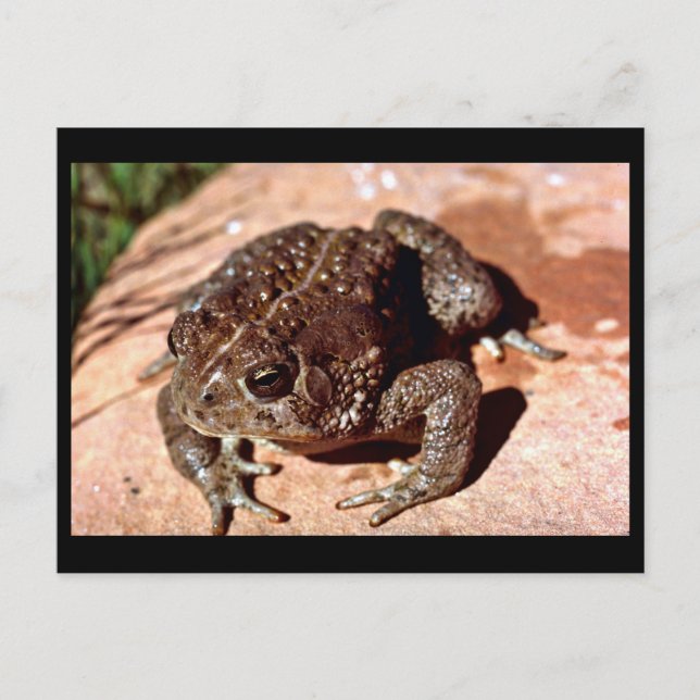 Postal Toad de Woodhouse (Anverso)