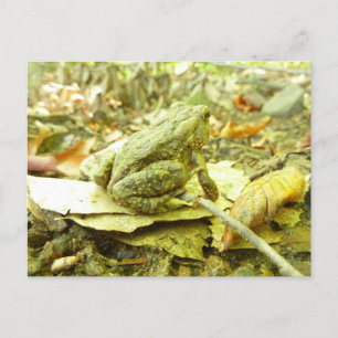 Postal Toad forestal