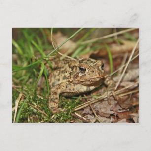 Postal Toad in the Grass