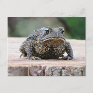 Postal Toad on a Tree Stump