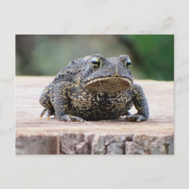 Postal Toad on a Tree Stump (Anverso)