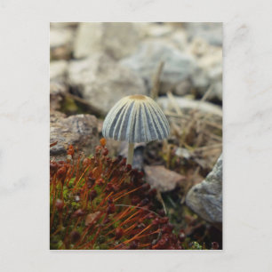 Postal Toadstoide pequeño