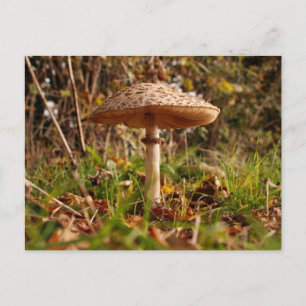 Postal Toadstool