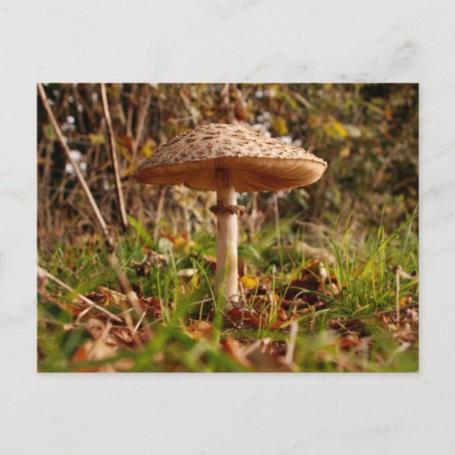 Postal Toadstool (Anverso)