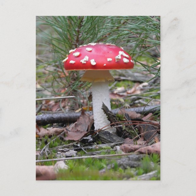 Postal Toadstool Mushroom (Anverso)
