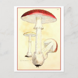 Postal Toadstool rojo vintage / Ilustracion hongo