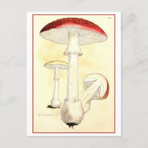Postal Toadstool rojo vintage / Ilustracion hongo