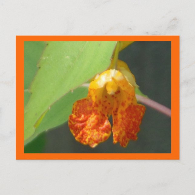 Postal Tócame Not Jewelweed (Anverso)