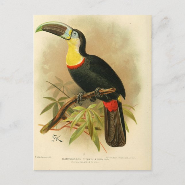 Postal tocan de ilustracion (Anverso)
